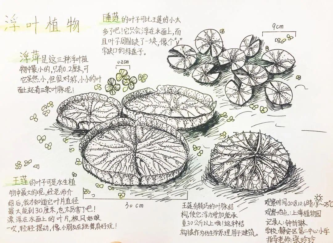 手抄报生活百科_百科知识手抄报简单_百科手抄报图片大全